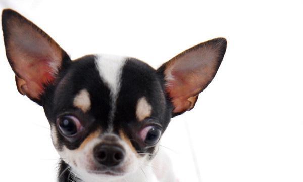 宠物吉娃娃不爱洗澡该怎么办？（掌握这些方法，让你的爱犬爱上洗澡）