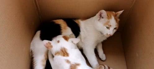 揭秘小猫为什么喜欢踩奶？（从生物学角度探究小猫踩奶的原因及如何让小猫放弃踩奶习惯）