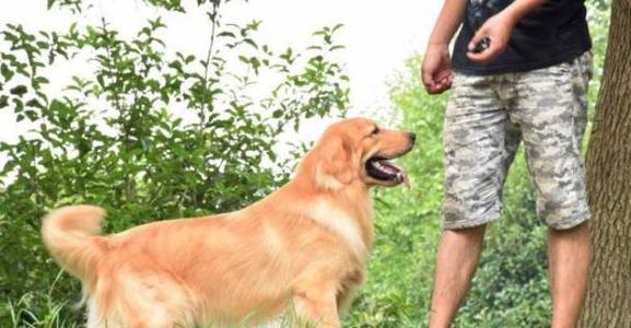 在家训练狗狗的5个方法（从宠物的角度出发，轻松掌握狗狗训练技巧）