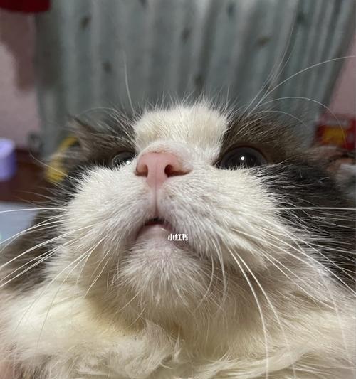 猫咪下巴结痂掉毛，怎么办？（宠物猫咪下巴结痂的原因、治疗方法和预防措施）