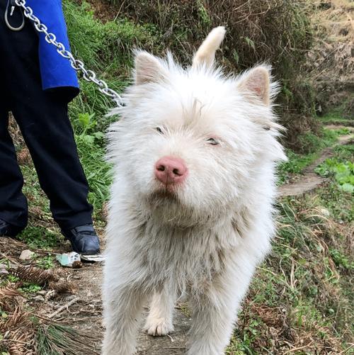 如何正确饲养司犬？（以宠物为主的饲养方法，让您的司犬健康快乐）