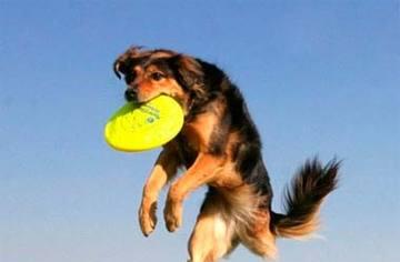 如何训练狗狗玩飞盘-提高宠物运动能力的关键（15个步骤，让狗狗爱上玩飞盘）