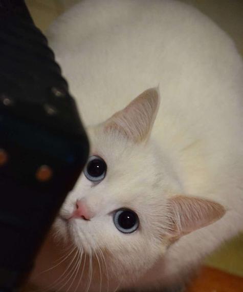 如何给刚出生的小猫祛除跳蚤？（以宠物为主，小猫跳蚤问题解决方案）