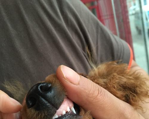小狗身上有白色东西怎么办？（宠物健康问题必须重视）
