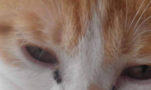 猫咪眼屎和叫声小问题详解（了解猫咪健康，宠物生活更美好！）