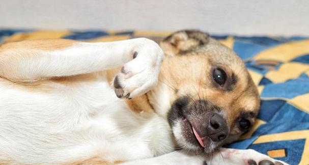 狗狗经常挠耳朵可能患了什么病？