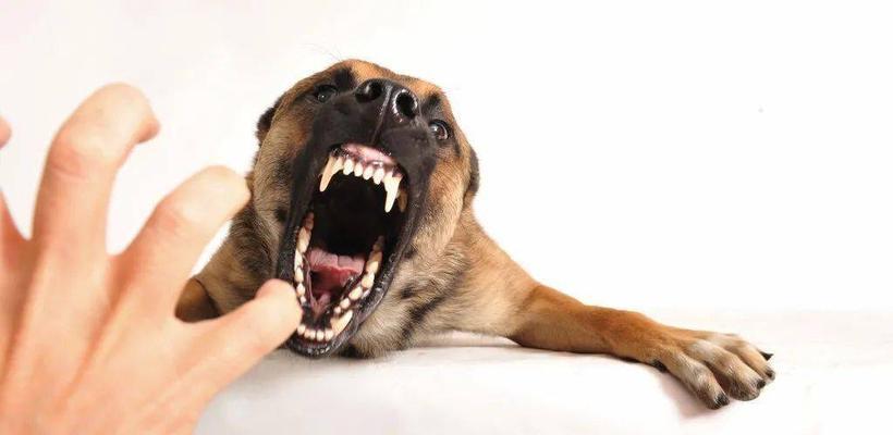如何防止泰迪犬咬人——正确的宠物养护方法