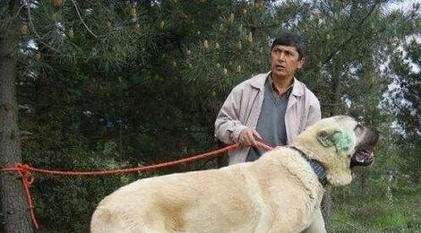 高加索犬身高体重全解析（探究最适合养的高加索犬种类，了解高加索犬的特点与养护）