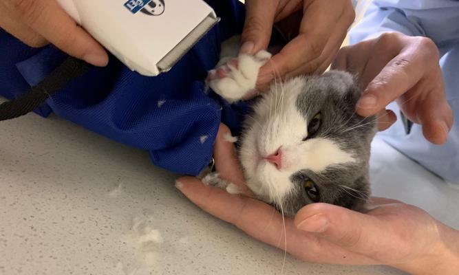 猫咪绝育后为什么肚子上会长黑点？（探究猫咪绝育后出现黑点的原因与处理方法）