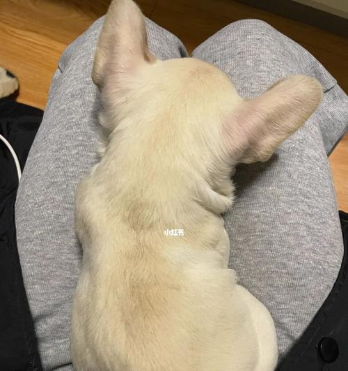 养法斗必须知道的狗粮饮食量（以3个月法斗为例，每天吃多少狗粮最适宜？）