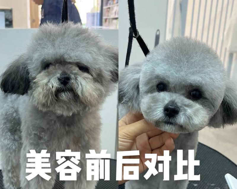 宠物美容（探索狗狗美容的优势和方法）