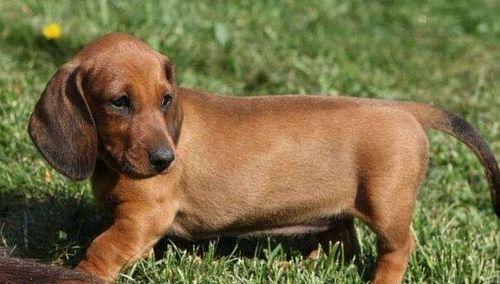 探秘腊肠犬的多样性——从外观到性格（解密不同品种腊肠犬的特点，让你更了解自己的宠物）