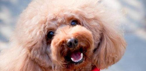 贵宾犬的饲养指南（以贵宾犬喂养的几点建议）