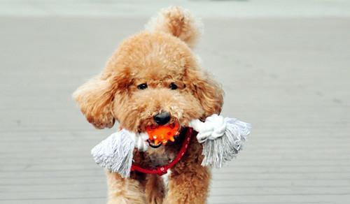 如何训练泰迪犬打滚（从基本技能到高级动作，让你的泰迪犬成为小明星）