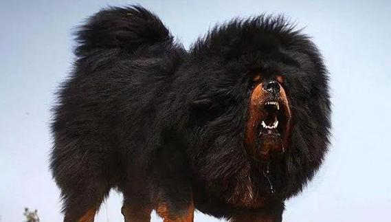 如何从小狗就识别出藏獒？（宠物主人必备，小狗藏獒辨认术！）