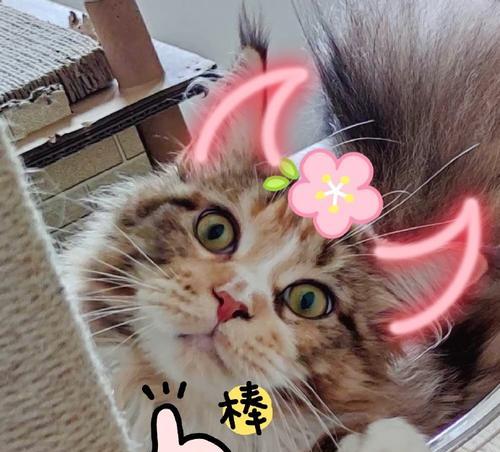 憨态可掬的水果猫咪（探寻水果猫咪表情包背后的趣味世界）