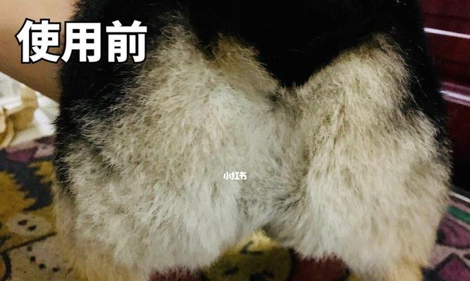 如何减少柯基犬皮屑？（宠物护理小技巧，让你的柯基不再掉皮）