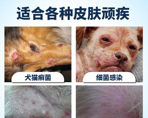 解析宠物狗狗皮肤病真菌与螨虫的区别（为你的爱犬做好皮肤健康防护）