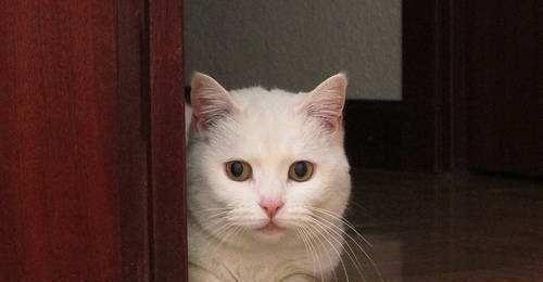 小猫膀胱结石的治疗方法（探究小猫膀胱结石尿血的原因和治疗方案）