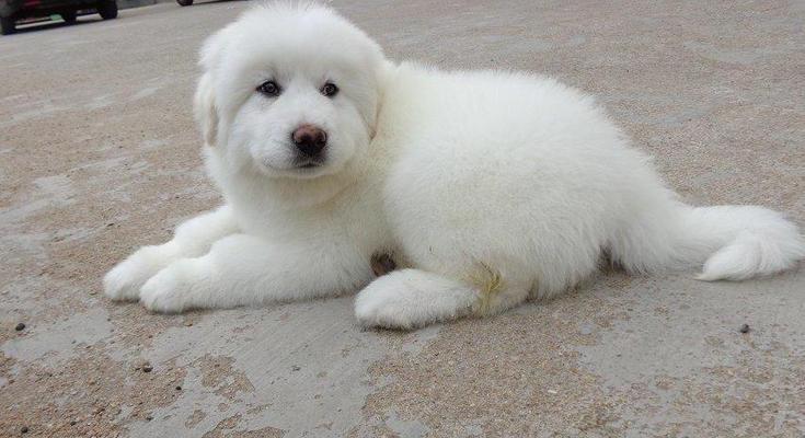 大白熊犬长蛀牙怎么办？（以宠物为主，保持口腔卫生至关重要）
