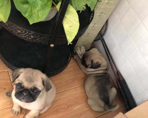 养一条八哥犬一个月需要多少费用？（以宠物为主，了解养一只八哥犬的开销和必备品）