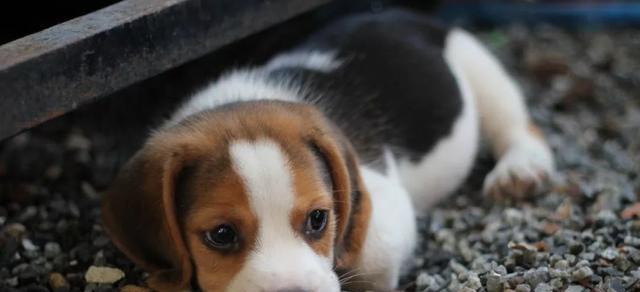 如何训练你的幼犬（从幼年时期开始的宠物狗训练法）