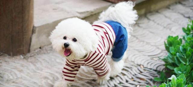 如何训练比熊犬成为听话的宠物（15个实用技巧帮助你成功训练你的比熊犬）