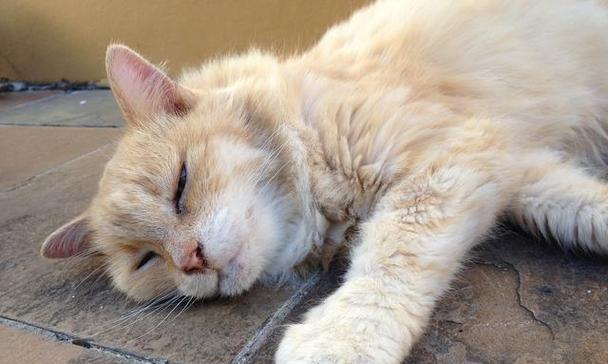 小猫发烧不止，该如何喂水？（以宠物为主的实用护理技巧，）