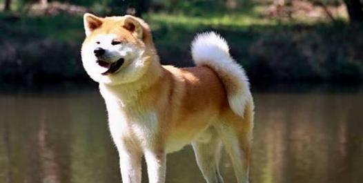 如何训练一只顶尖的秋田犬？（掌握秋田犬训练的技巧，打造顶尖宠物）