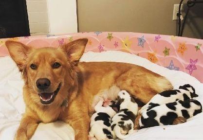 如何照顾新生金毛犬（一步步教你做好宠物金毛犬的照顾工作）
