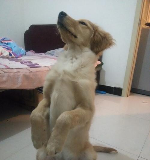金毛犬生长发育第五阶段的全面指南（从宠物角度解析金毛犬生长发育的关键阶段）