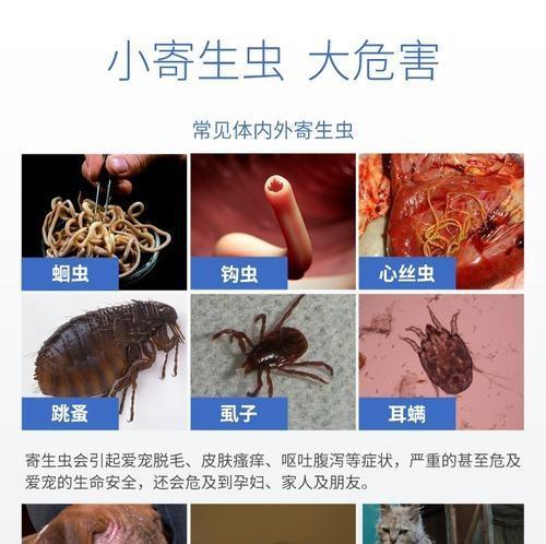 如何给宠物猫治疗蛔虫（小猫感染蛔虫的症状和原因）