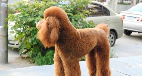 泰迪犬的价格及选购指南（宠物泰迪犬多少钱一只，如何选择健康的泰迪犬？）