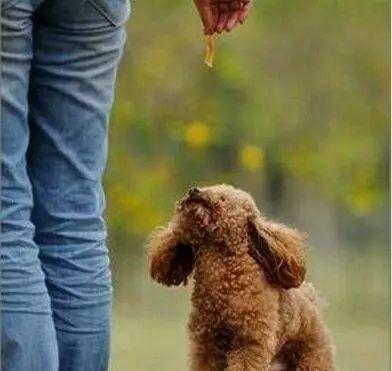 让你的爱犬乖乖坐下——训练狗狗坐下的方法