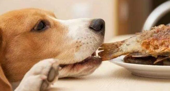 狗狗喜欢狗粮里拌什么？（为你的宠物提供健康的饮食选择。）