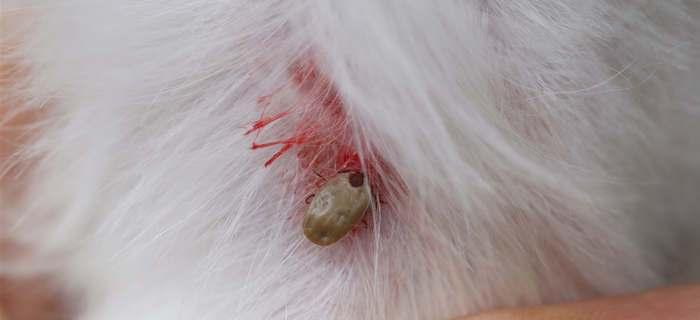 关于狗狗寄生虫问题的解决方法（如何为宠物提供最佳的预防与治疗方式）