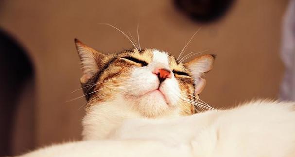 宠物小猫呼吸太快的原因及处理方法（小猫呼吸有点快，主人必须知道的15个注意事项）