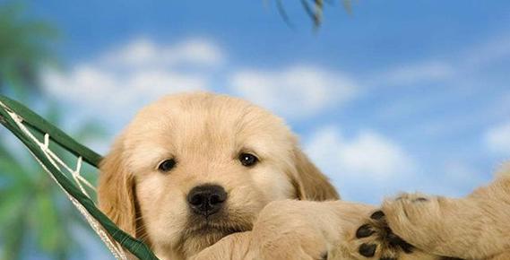 金毛犬饲养7大注意事项（宠物养护全攻略，教你如何科学养犬）