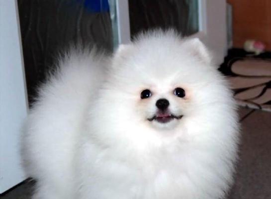 如何做好博美犬的日常护理（详细介绍从喂食到洗澡的全方位护理方法）
