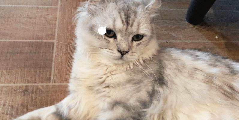猫咪体热该吃什么药？（以宠物为主，了解猫咪体热症状及治疗方法）