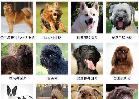 威尔士跳猎犬的饲养之道（培养健康、快乐的猎犬生活方式）