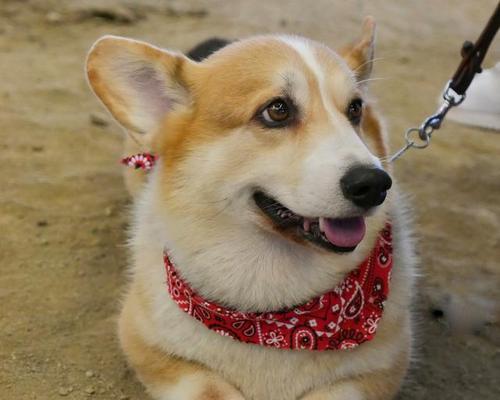 探讨柯基犬聪明的奥秘（一窥宠物世界中聪明的柯基犬）