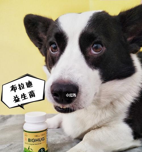 宠物肠胃炎怎么办？（掌握15个护理技巧，让狗狗早日康复）