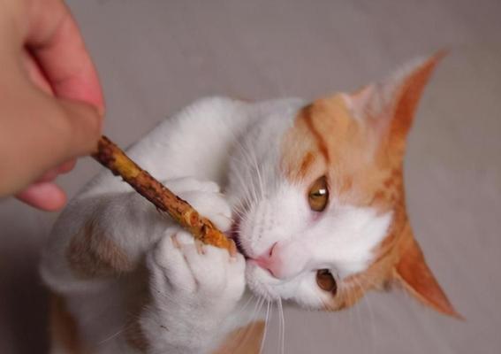如何让宠物猫不咬东西（教你几招有效防止小猫乱咬东西，养出文静乖巧的宠物猫）