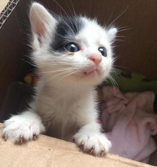 小猫没满月多大开始吃什么？（以宠物为主，了解小猫成长的饮食需求）