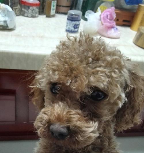6大原因让泰迪毛色褪色，如何防止？（宠物爱好者必读！了解褪色原因，保护泰迪毛色不变）