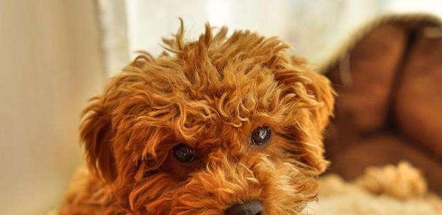 如何判断贵宾犬是否患病？（教你识别贵宾犬的病症和健康问题）