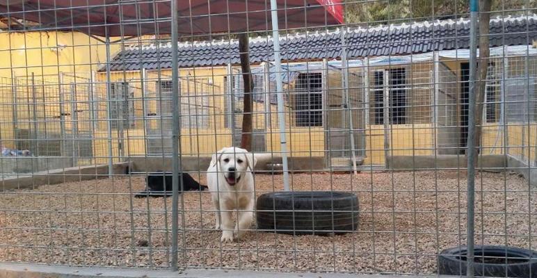 拉布拉多犬的饲养指南（以犬舍繁育的宠物拉布拉多的养护方法）