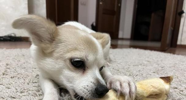 宠物训练