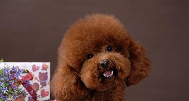 如何训练你的泰迪犬（泰迪犬训练的最佳时间和方法）